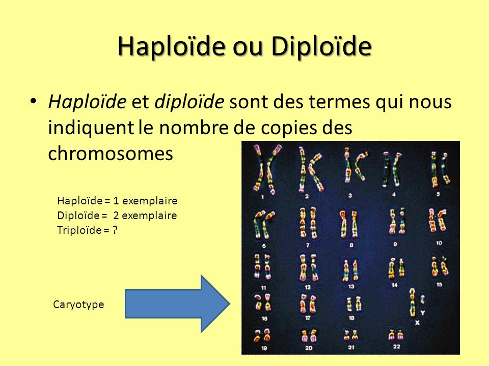 Haploïde ou Diploïde Haploïde et diploïde sont des termes qui nous indiquent le nombre de copies des chromosomes.