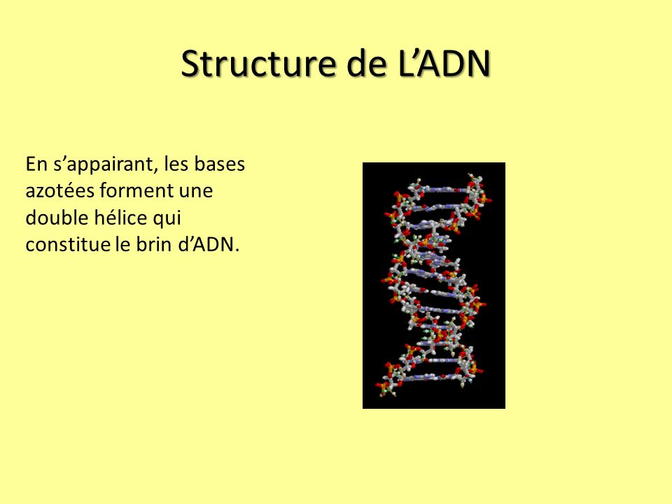 Structure de L’ADN En s’appairant, les bases azotées forment une double hélice qui constitue le brin d’ADN.