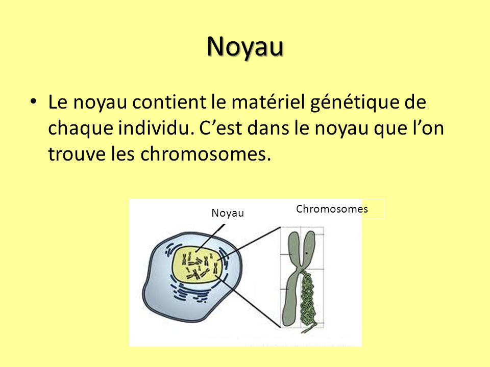 Noyau Le noyau contient le matériel génétique de chaque individu. C’est dans le noyau que l’on trouve les chromosomes.