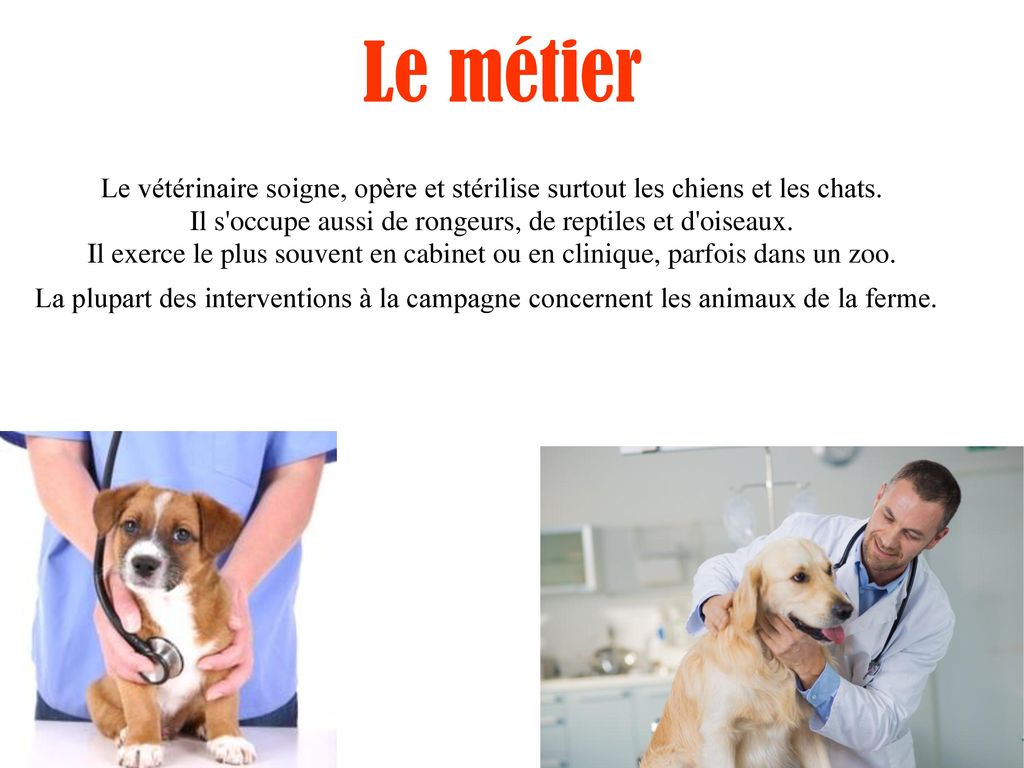 Veterinaire Annee D Etude Necessaire Bac Ppt Telecharger