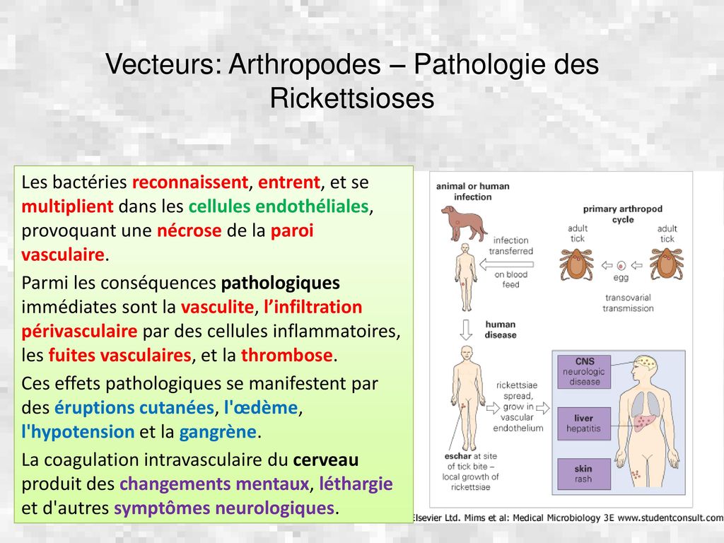 1 Rickettsia, Chlamydia , Mycoplasma: représentants, infections ...