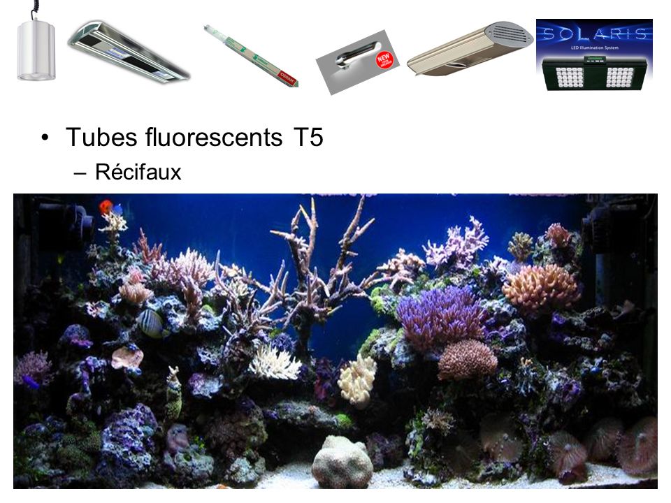 Tubes fluorescents T5 Récifaux