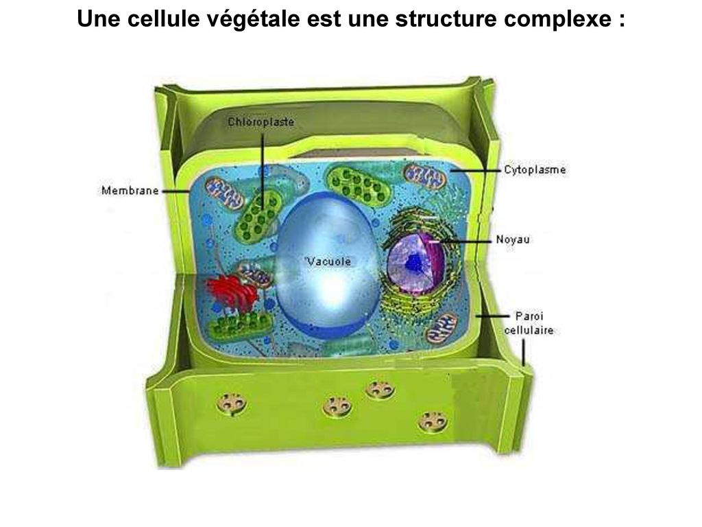 Une cellule végétale est une structure complexe :