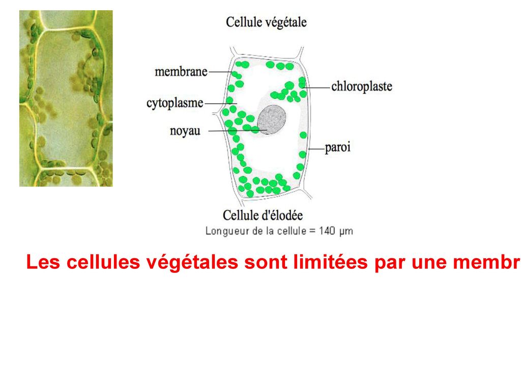 Les cellules végétales sont limitées par une membrane, elles contiennent du cytoplasme dans lequel on trouve un noyau, des chloroplastes.