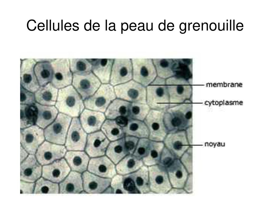 Cellules de la peau de grenouille