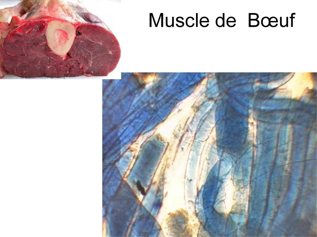 Muscle de Bœuf