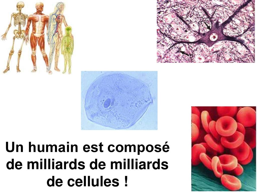 Un humain est composé de milliards de milliards de cellules !