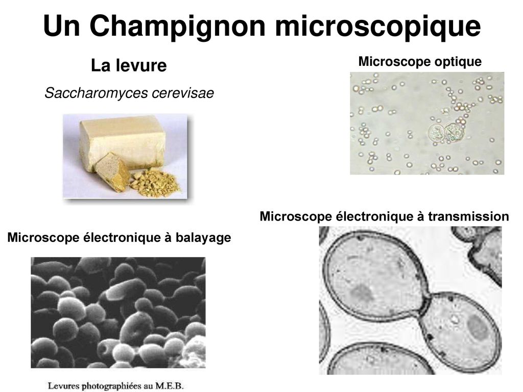 Un Champignon microscopique La levure Saccharomyces cerevisae