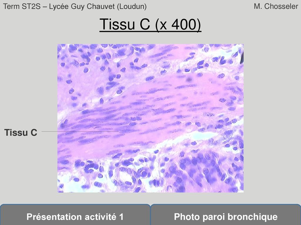 Tissu C (x 400) Tissu C