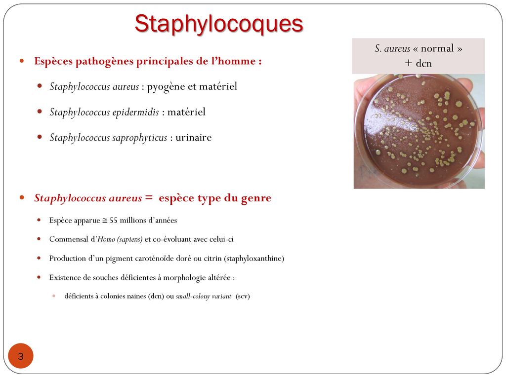 Décontamination du portage de Staphylococcus aureus - ppt télécharger
