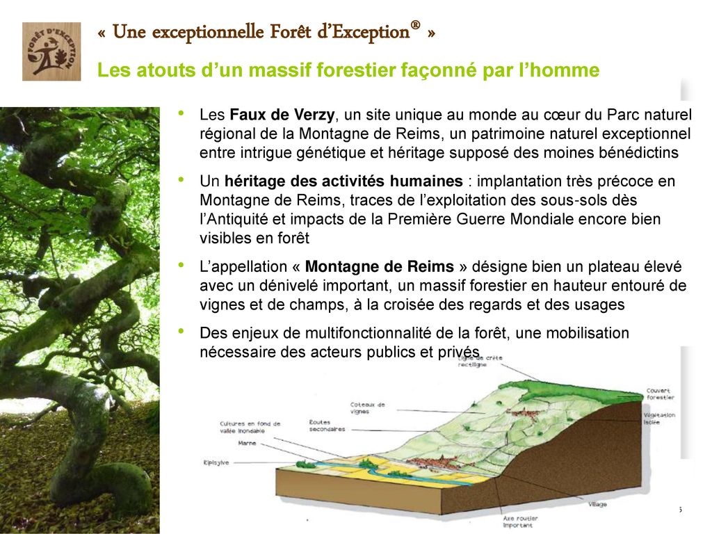 Valoriser La Forêt Dans Les Territoires Ppt Télécharger