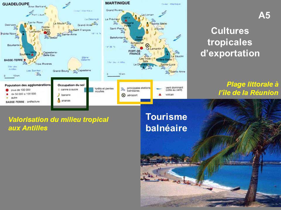 Cultures tropicales d’exportation