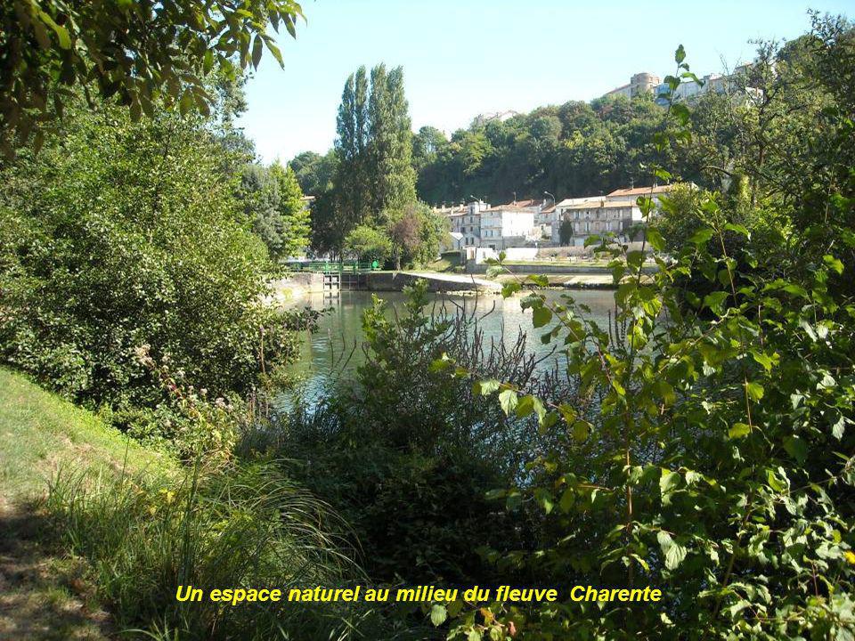 Un espace naturel au milieu du fleuve Charente