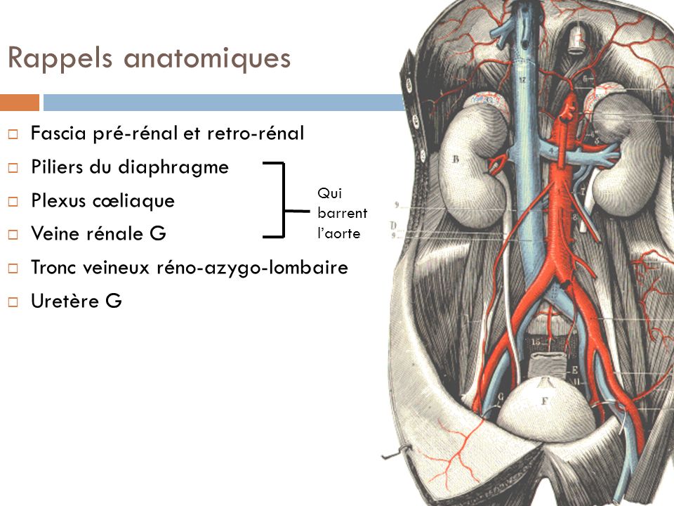 Rappels anatomiques Fascia pré-rénal et retro-rénal