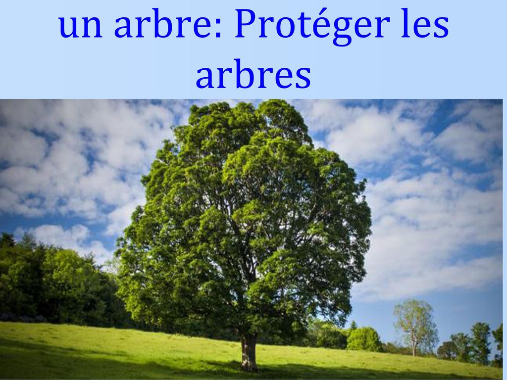 un arbre: Protéger les arbres