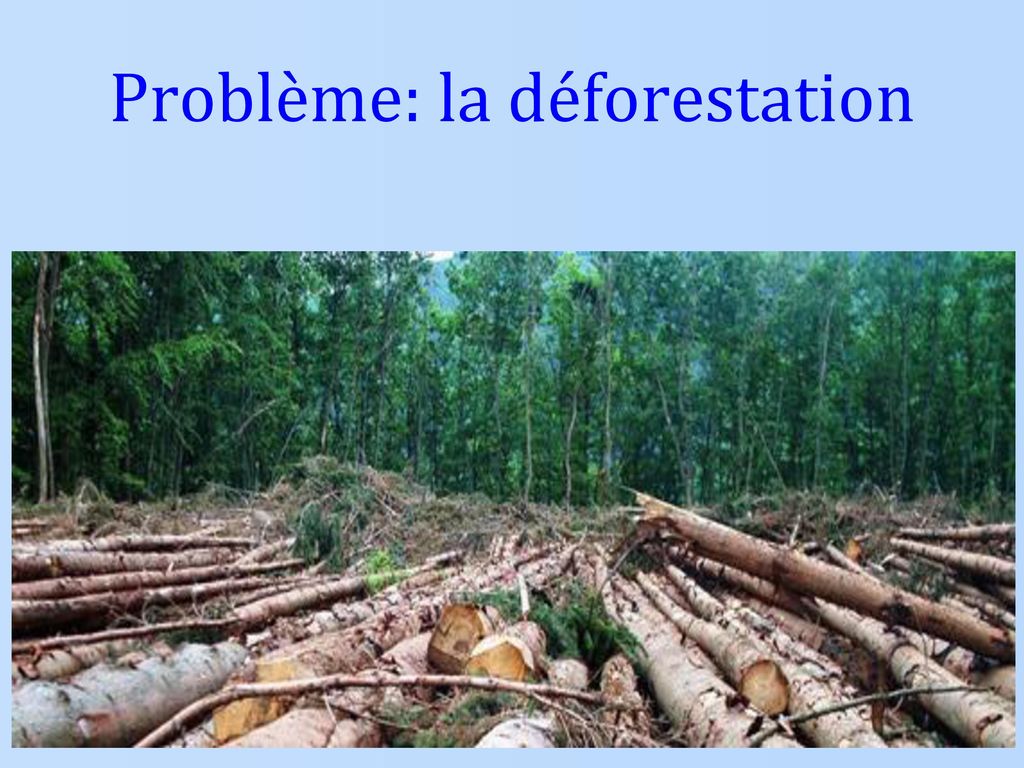 Problème: la déforestation