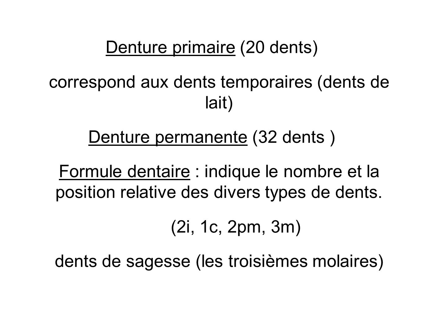 Denture primaire (20 dents)