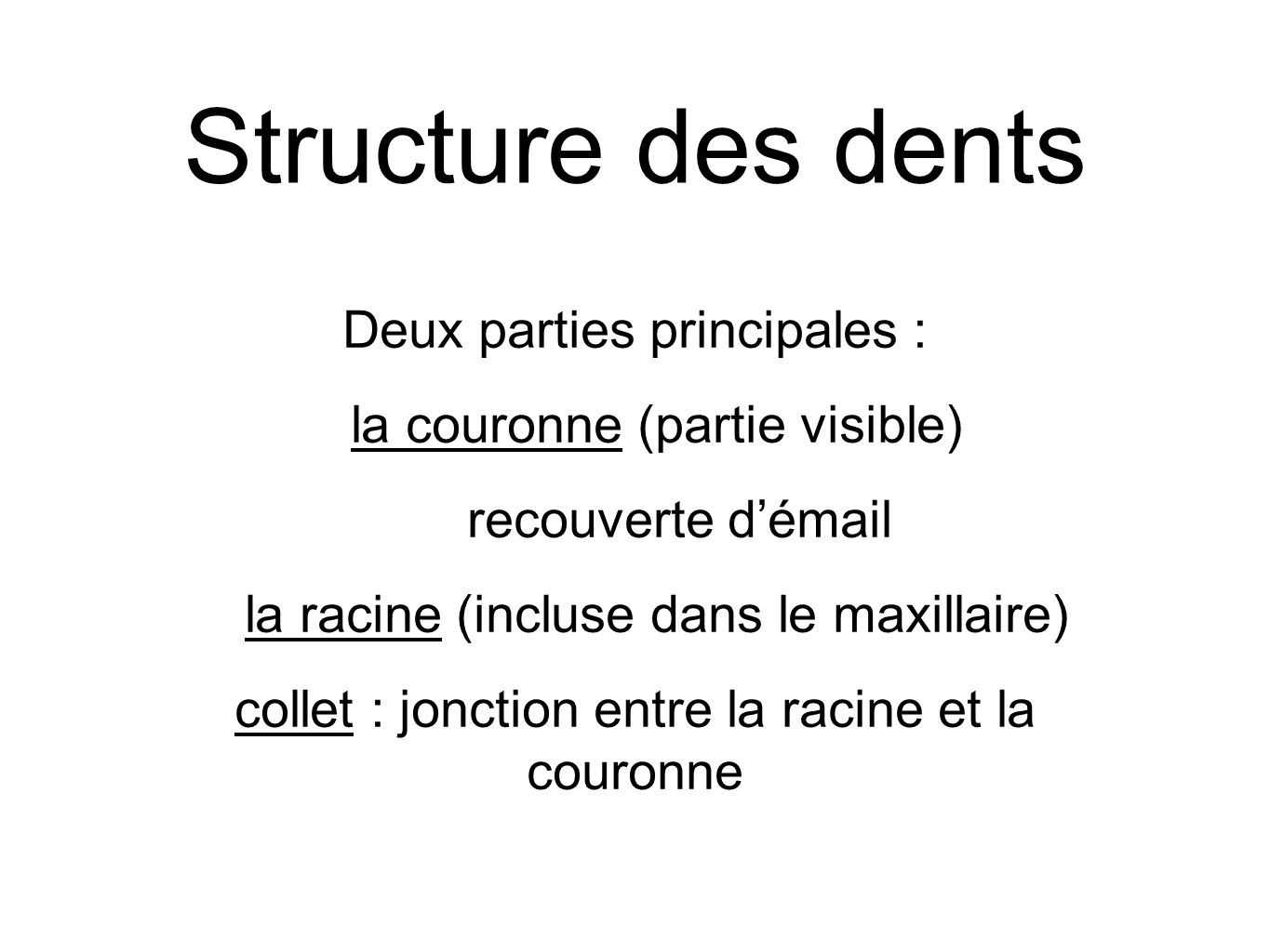 Structure des dents Deux parties principales :