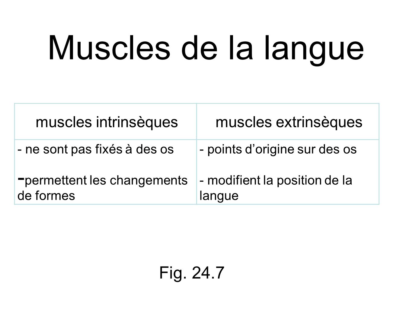 Muscles de la langue Fig muscles intrinsèques
