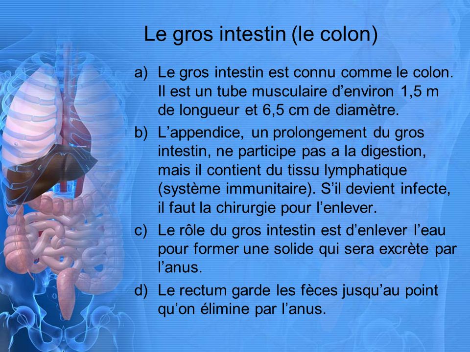 Le gros intestin (le colon)