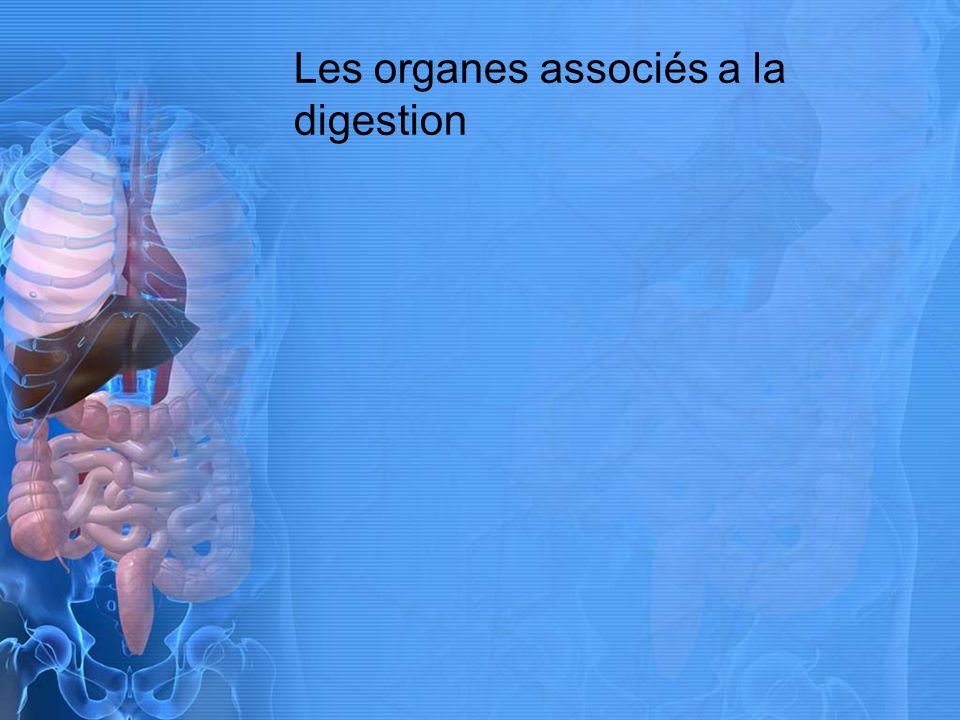 Les organes associés a la digestion