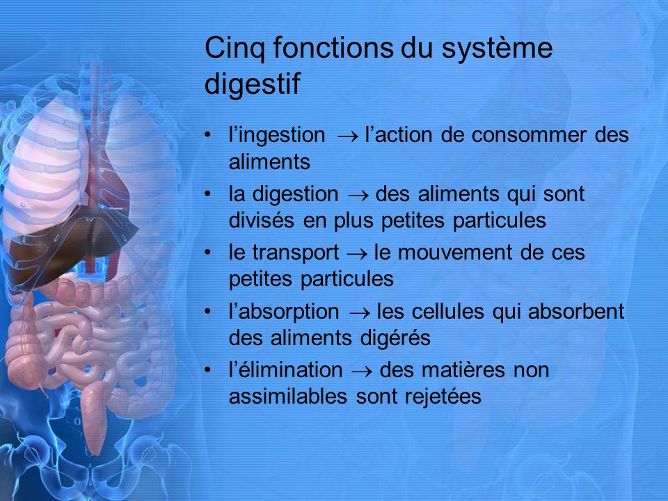 Cinq fonctions du système digestif