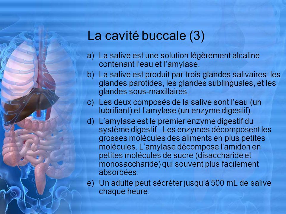 La cavité buccale (3) La salive est une solution légèrement alcaline contenant l’eau et l’amylase.