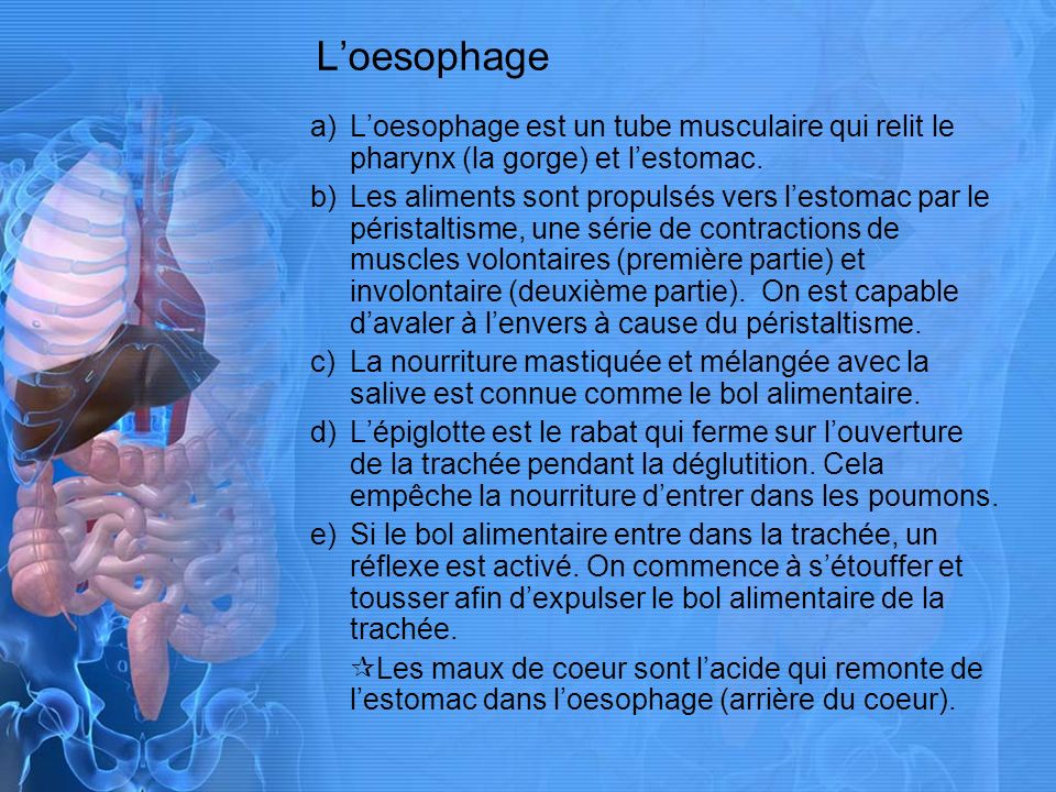 L’oesophage L’oesophage est un tube musculaire qui relit le pharynx (la gorge) et l’estomac.