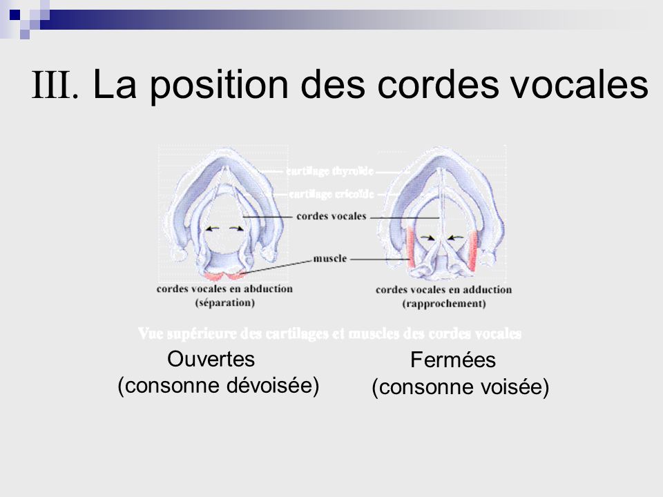 III. La position des cordes vocales