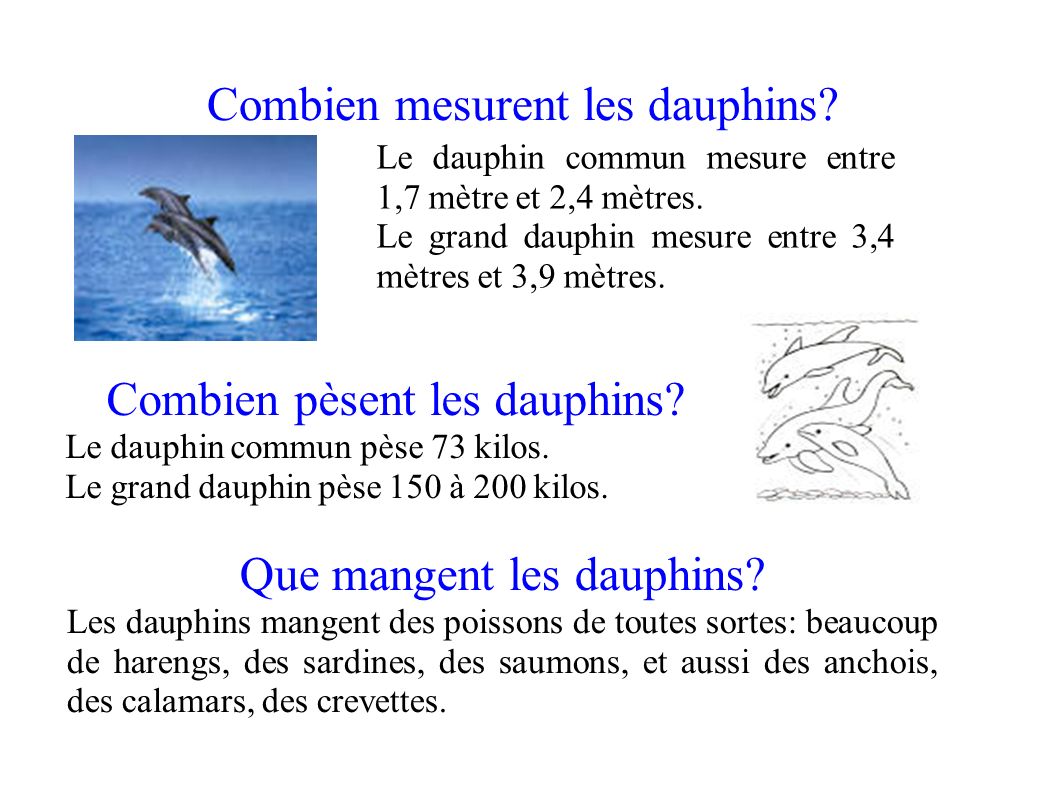 Combien mesurent les dauphins