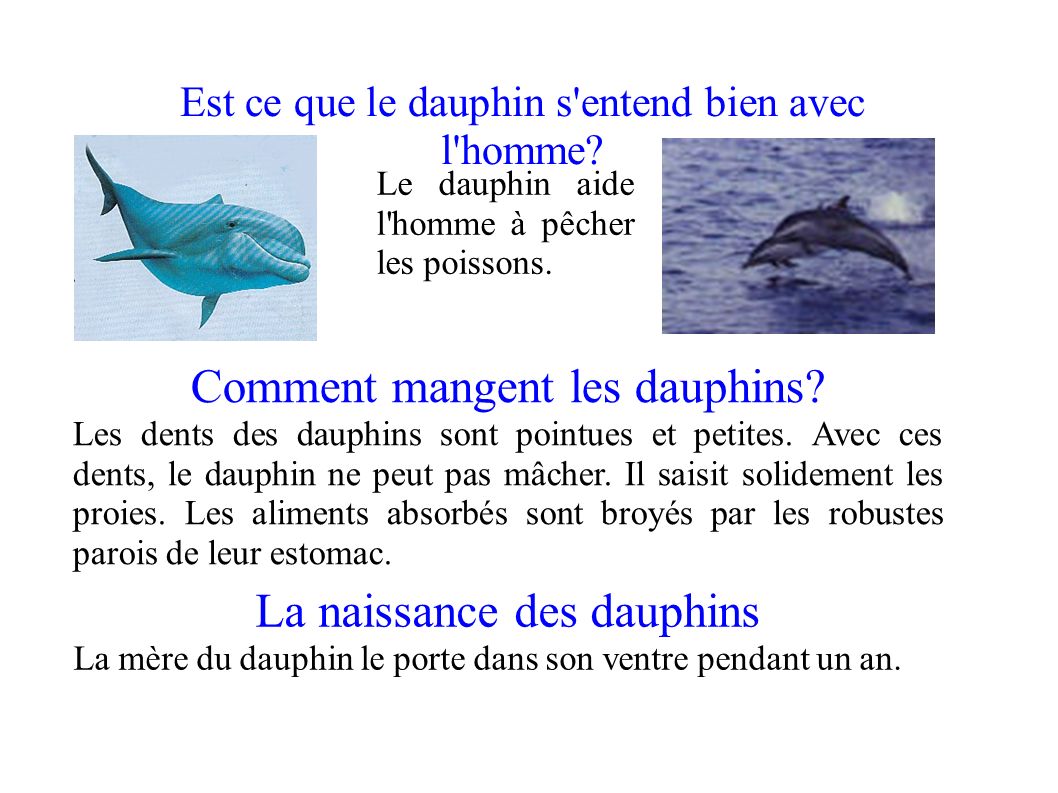 Comment mangent les dauphins