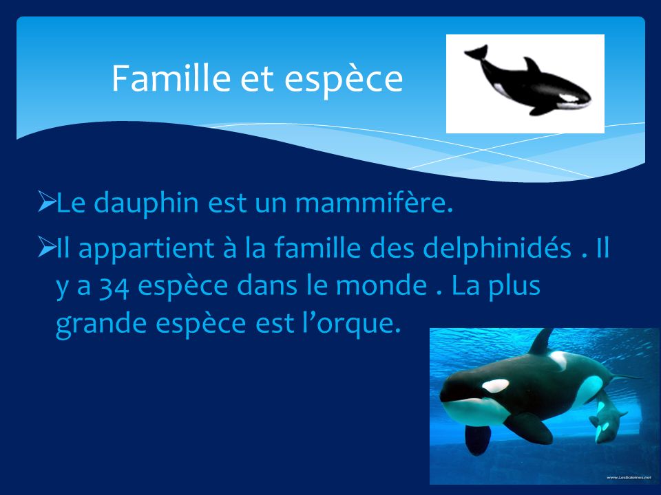 Famille et espèce Le dauphin est un mammifère.