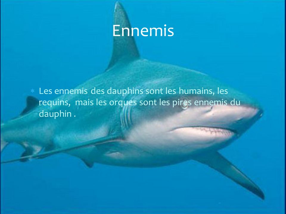 Ennemis Les ennemis des dauphins sont les humains, les requins, mais les orques sont les pires ennemis du dauphin .