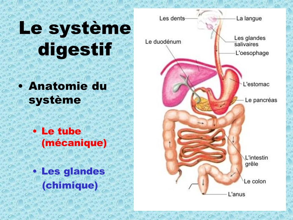 Le système digestif Anatomie du système Le tube (mécanique)