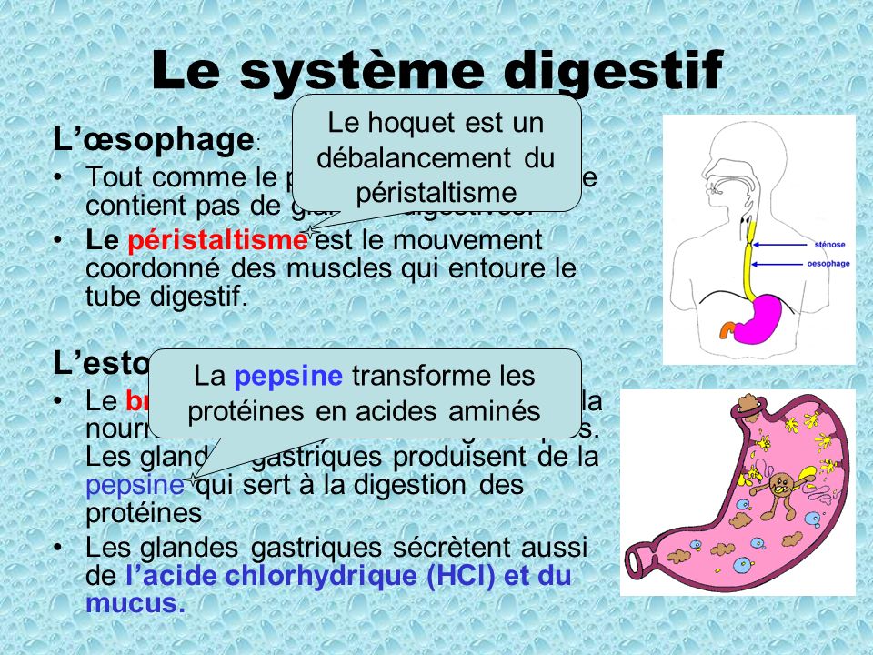 Le système digestif L’œsophage: L’estomac: