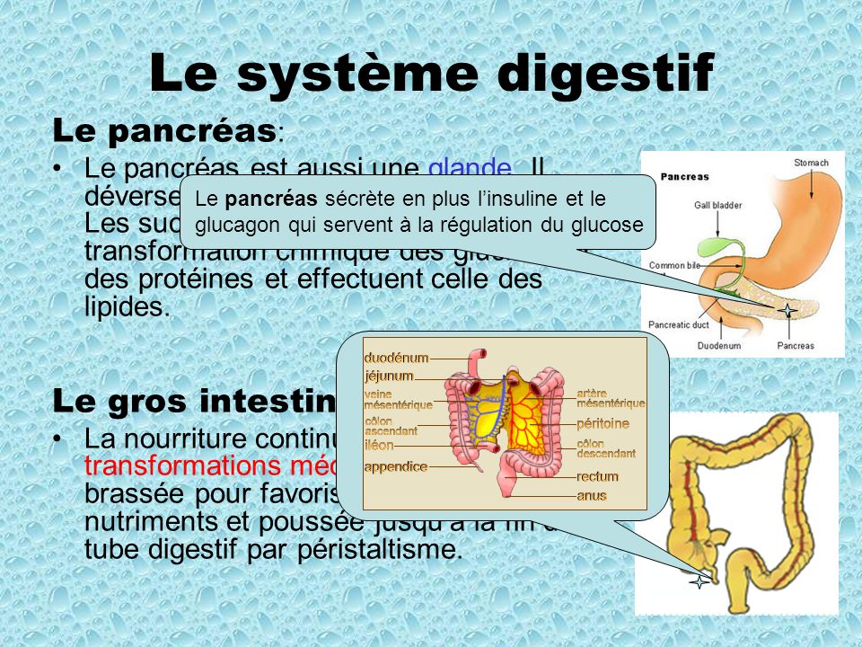 Le système digestif Le pancréas: Le gros intestin: