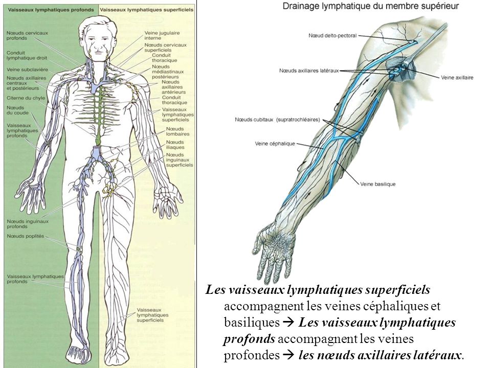 Les vaisseaux lymphatiques superficiels accompagnent les veines céphaliques et basiliques  Les vaisseaux lymphatiques profonds accompagnent les veines profondes  les nœuds axillaires latéraux.