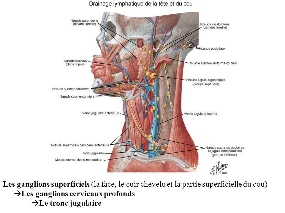 Les ganglions superficiels (la face, le cuir chevelu et la partie superficielle du cou) Les ganglions cervicaux profonds