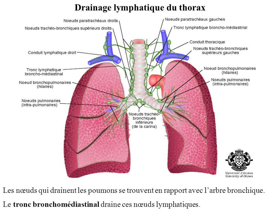 Drainage lymphatique du thorax