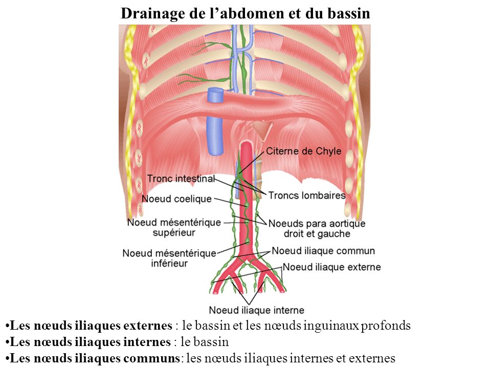 Drainage de l’abdomen et du bassin