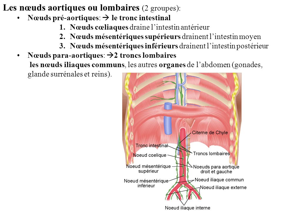 Les nœuds aortiques ou lombaires (2 groupes):