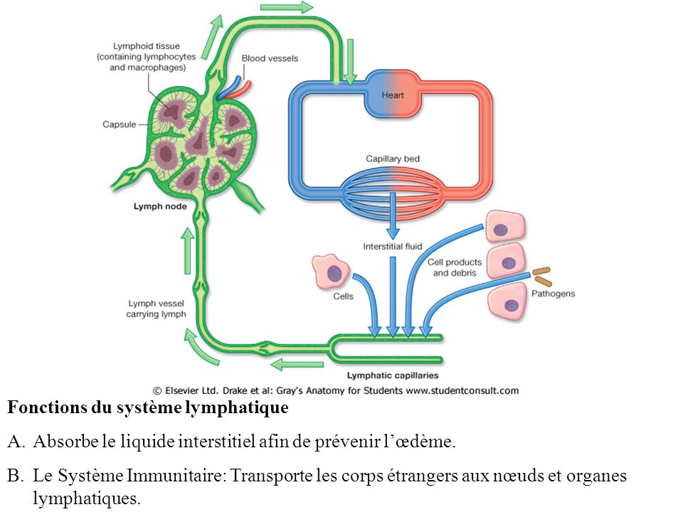 Fonctions du système lymphatique