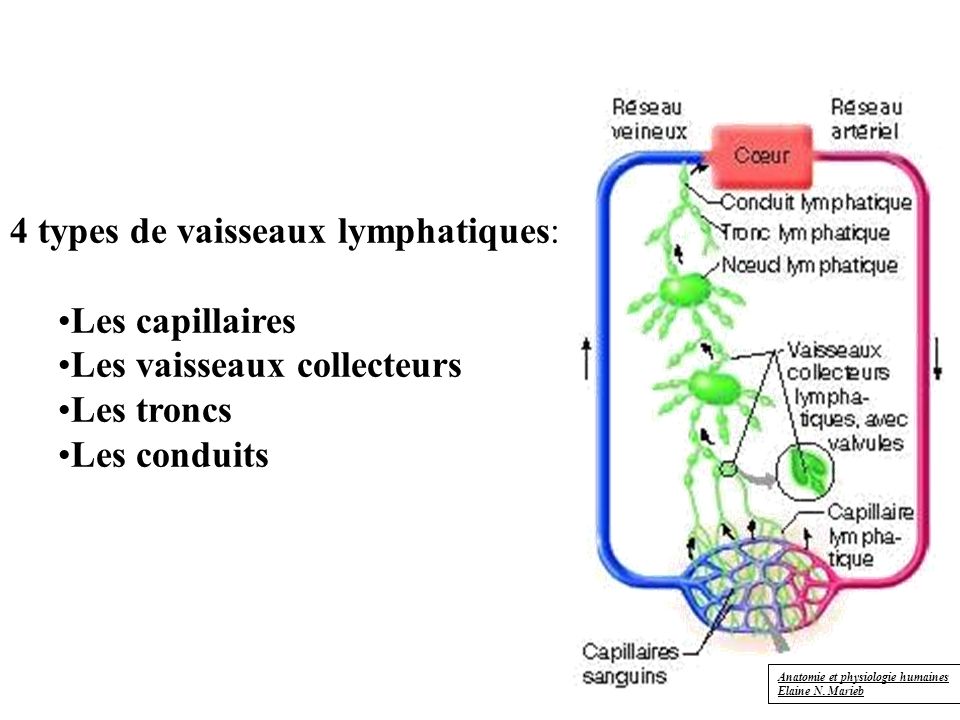 4 types de vaisseaux lymphatiques: Les capillaires