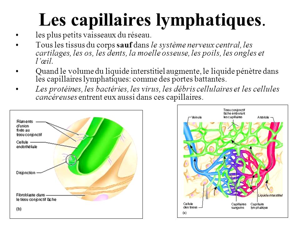 Les capillaires lymphatiques.