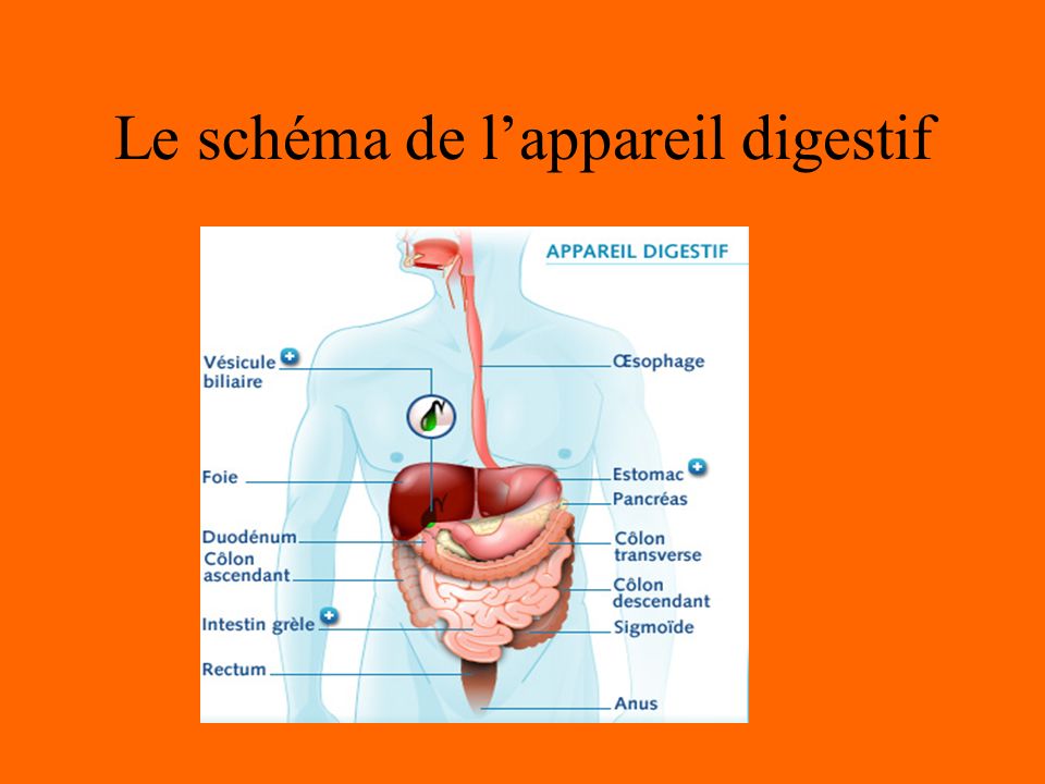 Le schéma de l’appareil digestif