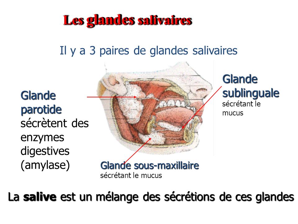 Les glandes salivaires