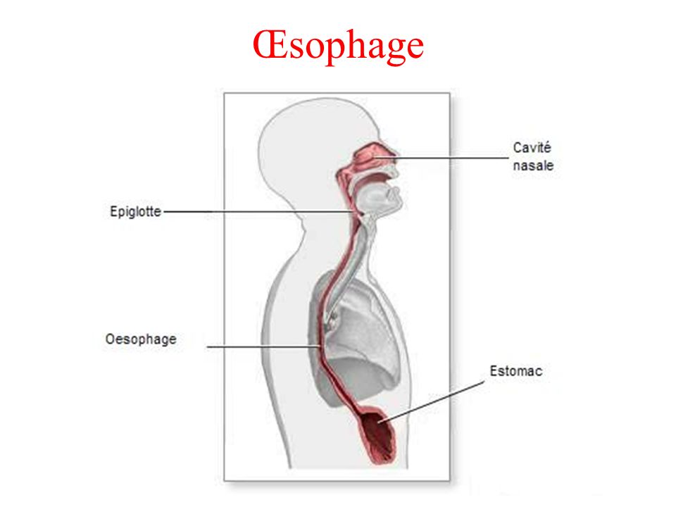 Œsophage