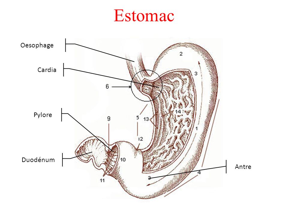 Estomac Oesophage Cardia Pylore Duodénum Antre