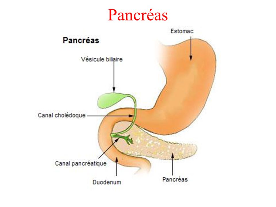 Pancréas