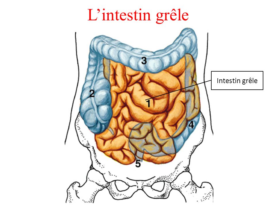 L’intestin grêle Intestin grêle
